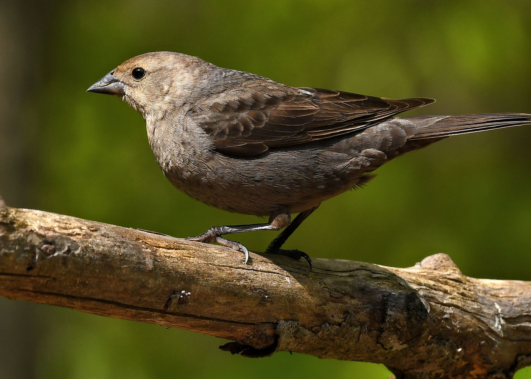 Brown head cowbird